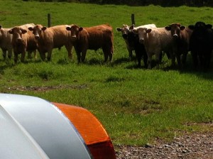 Creating some interest with the locals