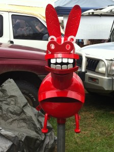 crazy cows in byron bay !!