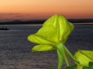 time to smell the roses