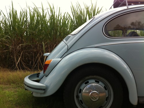 driving through the cane fields up to bundy