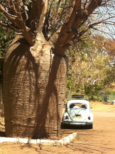 the rocket lurking around that blab tree- how do you spell the name of the tree