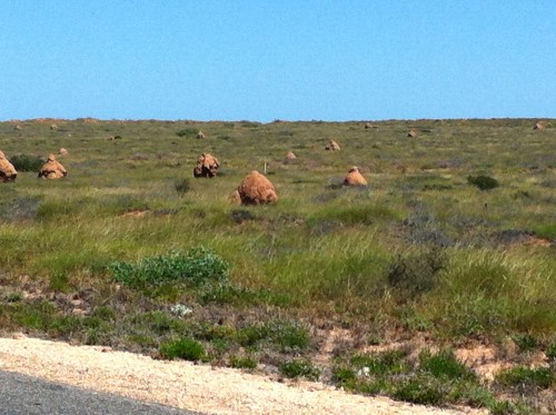 i say tax the termites - they are fields and fields of them out here !!
