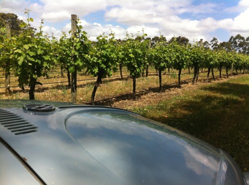 lurking in the vineyard