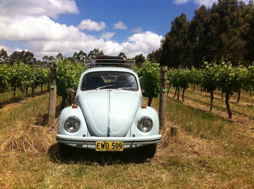 trying to keep 70 khs between the vines at mr