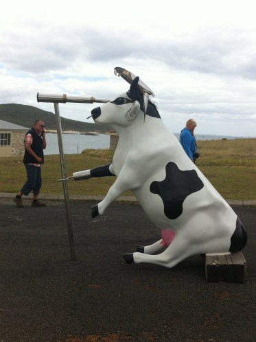 the wind kicked in and blew this cow on its backside- the cow was so lost it needed some help to find its herd