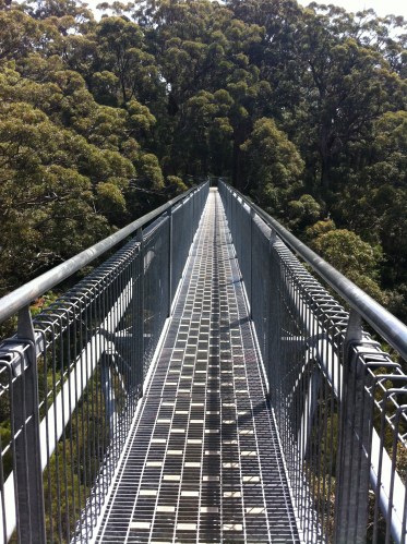 up in the tree tops- amazing