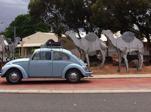 have departed esperance and arrive at norseman- getting followed by a few camels