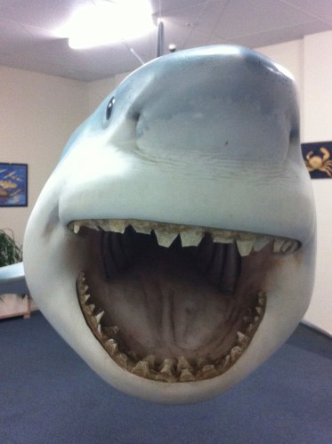 this fella even needs a trip to the dentist to fix a few chipped teeth