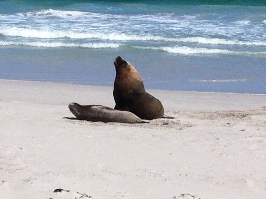 a sea lion and a seal doing the wild thing- who ha