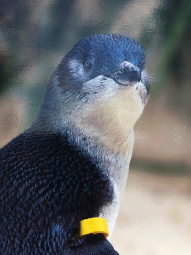 new mates at victor harbour