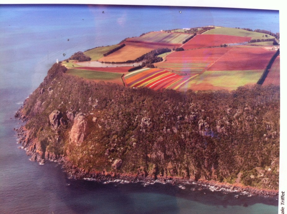 just out of stanley they grow fields of tulips