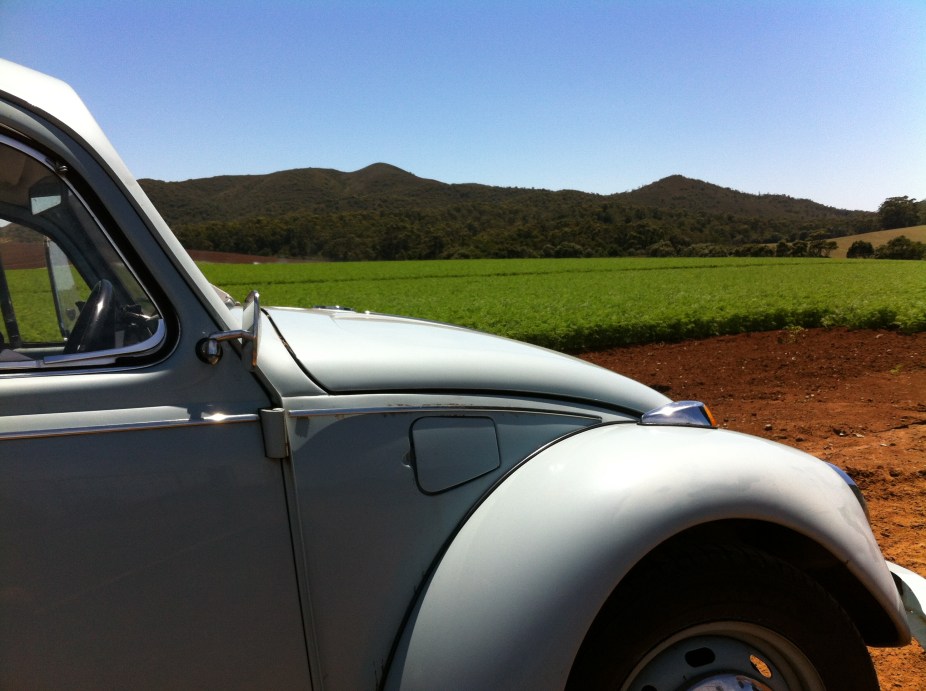 a short cut through the carrot fields