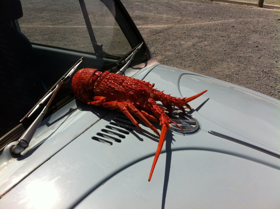 1/ 1/2 kg of crayfish lurking on the rocket