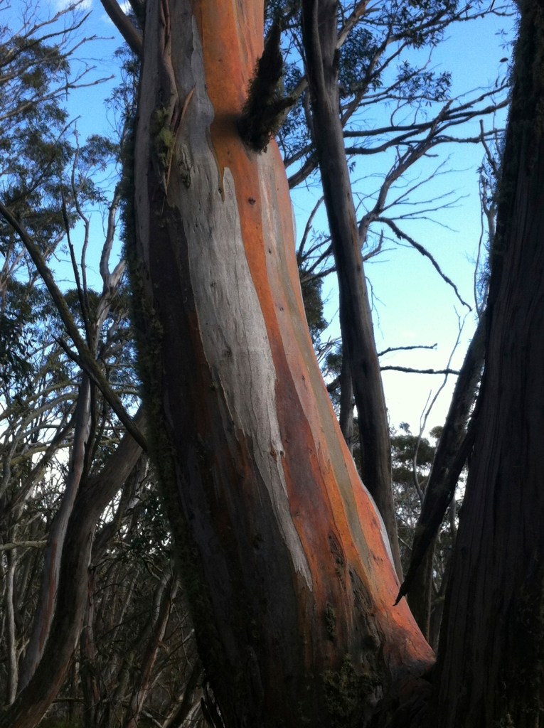 great colors of the gums in the snow